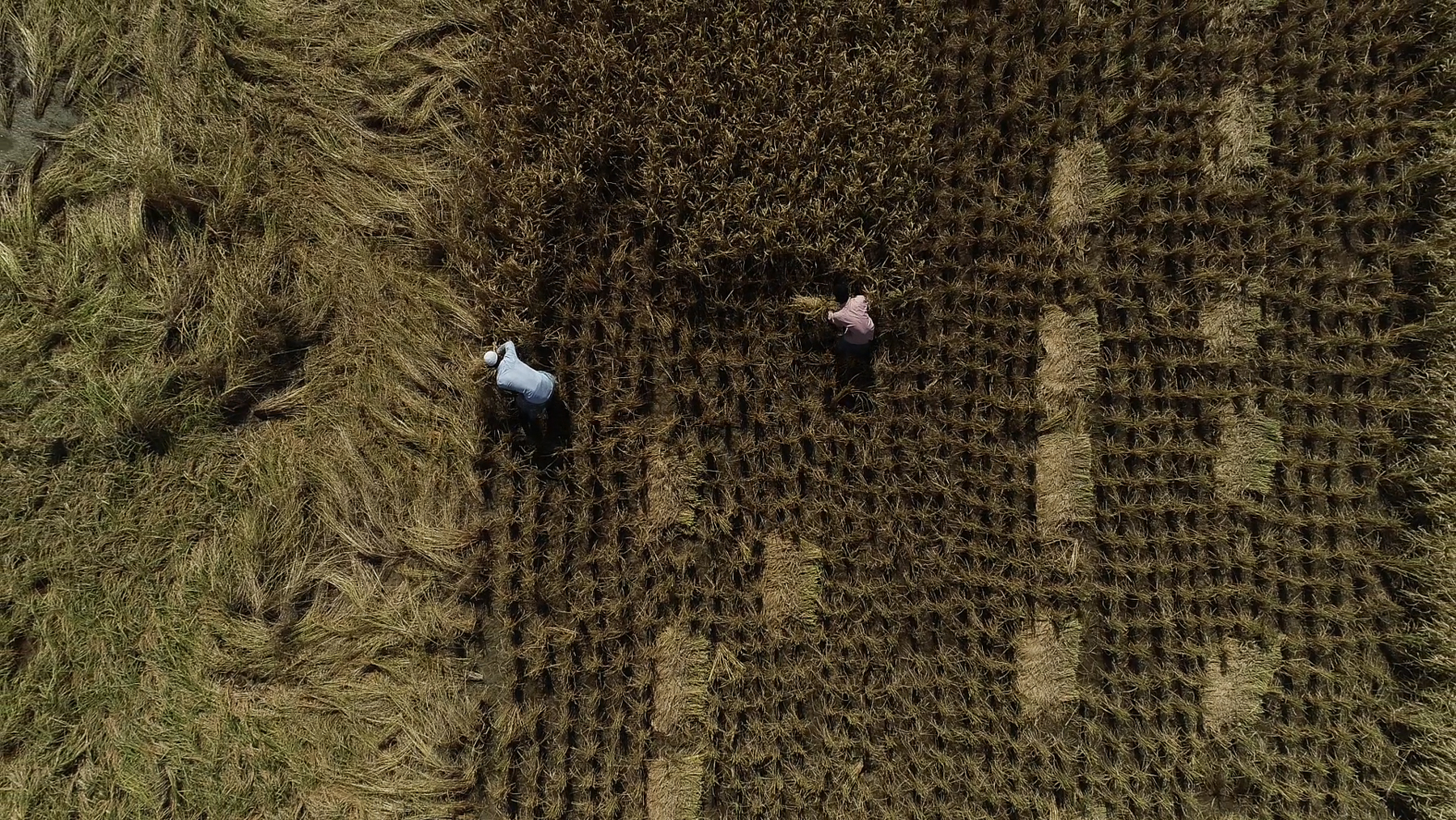 Farmers